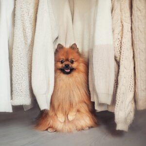 A pomeranian dog sitting among white sweaters hanging for storing.